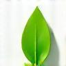 Icon representing eco-friendly leaf